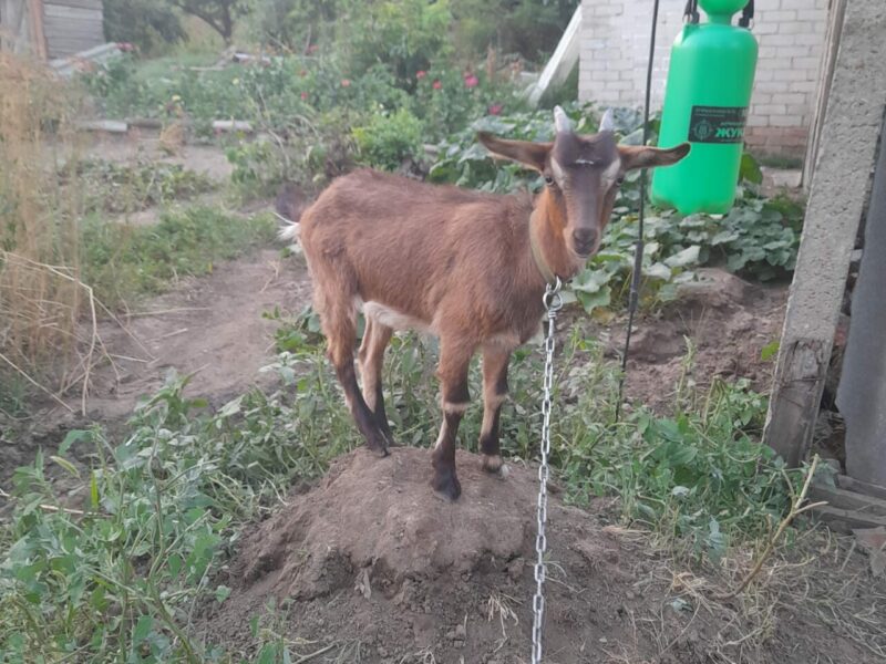 Продаю козочку